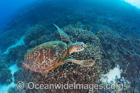 Green Turtle swimming on reef photo