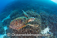 Green Turtle swimming on reef Photo - Gary Bell