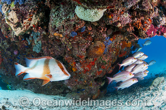 Snapper and Red Emperor photo Snapper and Red Emperor photo