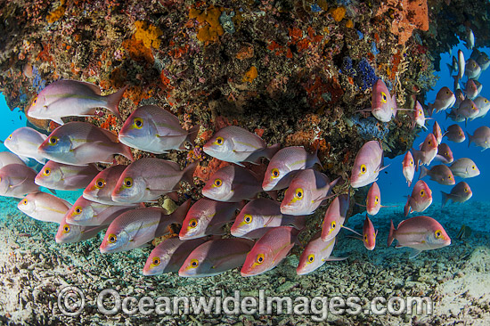 Hussar Snapper (Lutjanus adetii). Found throughout the Great Barrier Reef and New Caledonia. Photo taken at Heron Island, Great Barrier Reef, Australia. Photo - Gary Bell Hussar Snapper (Lutjanus adetii). Found throughout the Great Barrier Reef and New Caledonia. Photo taken at Heron Island, Great Barrier Reef, Australia. Photo - Gary Bell
