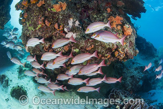 Hussar Snapper (Lutjanus adetii). Found throughout the Great Barrier Reef and New Caledonia. Photo taken at Heron Island, Great Barrier Reef, Australia. Photo - Gary Bell