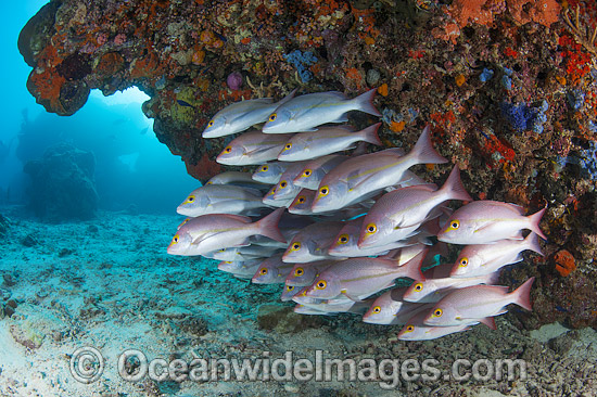 Snapper Heron Island photo