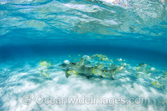 Lemon Shark Heron Island photo