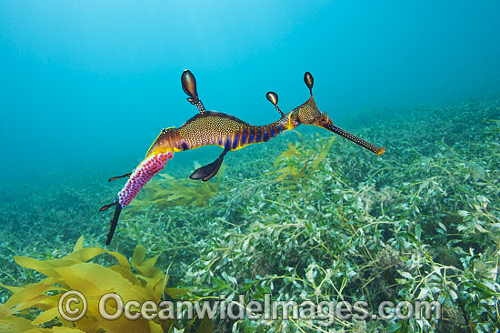 Weedy Seadragon with eggs attached photo