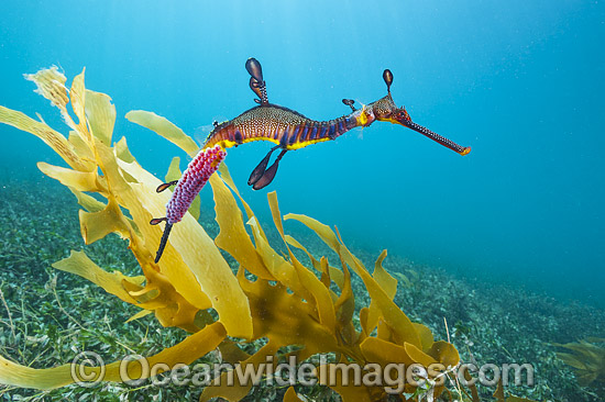 Weedy Seadragon with eggs attached photo