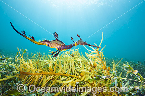 Weedy Seadragon Australia photo