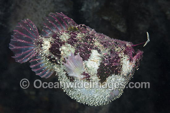 Tasselled Anglerfish with lure photo