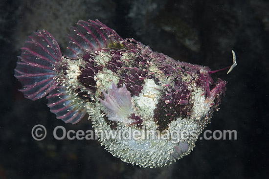 Tasselled Anglerfish with lure photo Tasselled Anglerfish with lure photo
