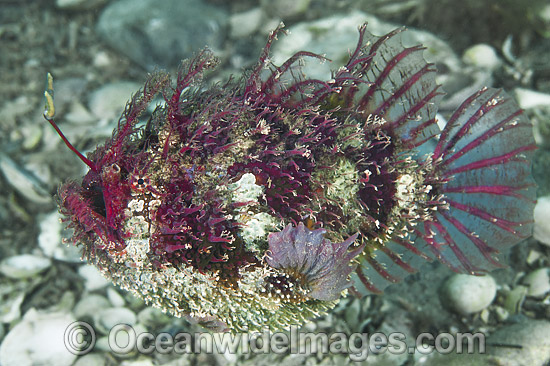 Tasselled Anglerfish (Rhycherus filamentosus), with fishing rod extended and Worm-like lure displayed. Found in souther temperate waters of Australia. Photo taken in Port Phillip Bay, Victoria, Australia. Photo - Gary Bell Tasselled Anglerfish (Rhycherus filamentosus), with fishing rod extended and Worm-like lure displayed. Found in souther temperate waters of Australia. Photo taken in Port Phillip Bay, Victoria, Australia. Photo - Gary Bell