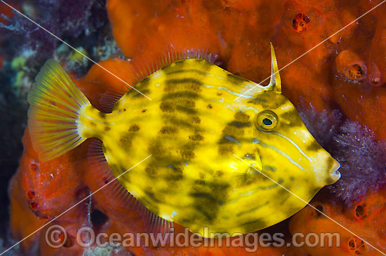 Mosaic Leatherjacket (Eubalichthys mosaicus). Juveniles are often found settled in sea sponges on jetty pylons. Found on coastal reefs from Noosa Heads, Qld, to Dongara, WA. Photo taken in Port Phillip Bay, Vic, Australia. Photo - Gary Bell Mosaic Leatherjacket (Eubalichthys mosaicus). Juveniles are often found settled in sea sponges on jetty pylons. Found on coastal reefs from Noosa Heads, Qld, to Dongara, WA. Photo taken in Port Phillip Bay, Vic, Australia. Photo - Gary Bell