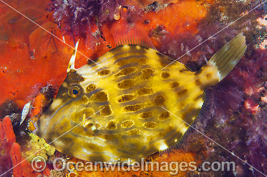 Mosaic Leatherjacket Victoria photo