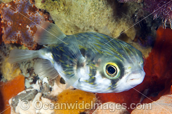 Globefish Victoria photo Globefish Victoria photo
