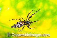 Garden Spider Photo - Gary Bell