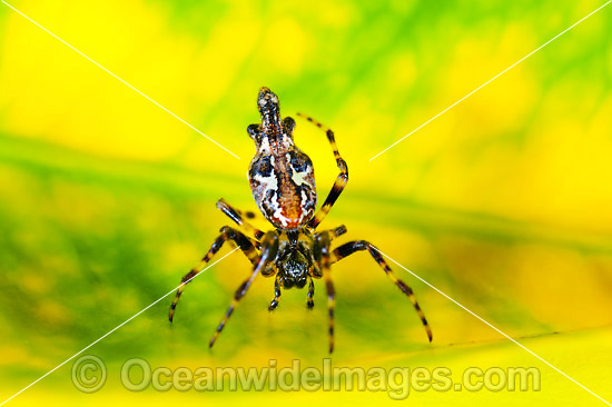 Garden Spider photo