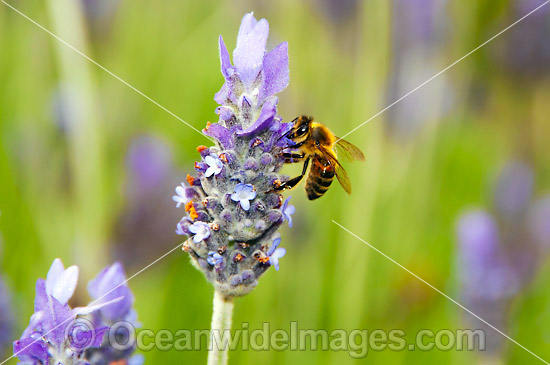 Honey Bee on Lavendar flower photo