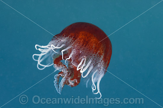 Jellyfish Port Phillip Bay photo