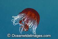 Jellyfish Port Phillip Bay Photo - Gary Bell