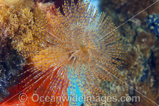 European Fan Worm Sabella spallanzani photo European Fan Worm Sabella spallanzani photo