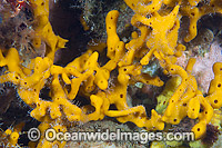 Sea Sponge Jetty Pylon Photo - Gary Bell
