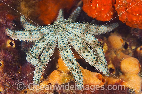 Eleven-arm Sea Star Coscinasterias muricata photo