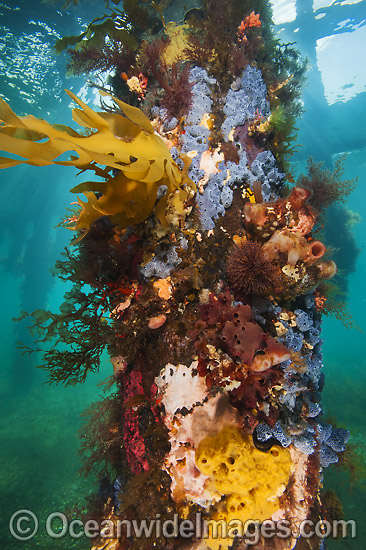 Exquisitely coloured sponges, tunicates, tube worms and algas attached to the timber pylons or pillars of Flinders pier or jetty. Western Port Bay, Victoria, Australia. Photo - Gary Bell Exquisitely coloured sponges, tunicates, tube worms and algas attached to the timber pylons or pillars of Flinders pier or jetty. Western Port Bay, Victoria, Australia. Photo - Gary Bell