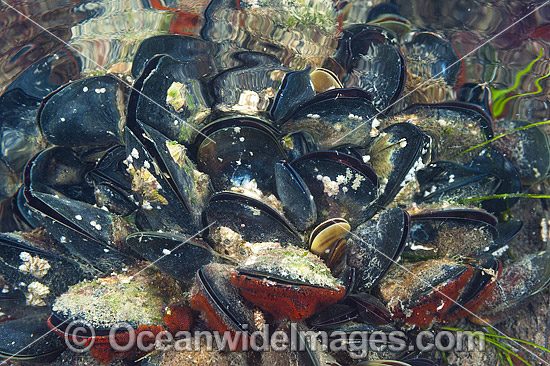 Blue Mussel photo Blue Mussel photo