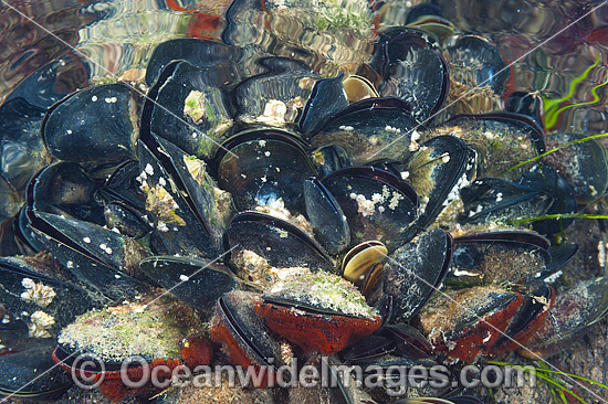 Blue Mussel photo