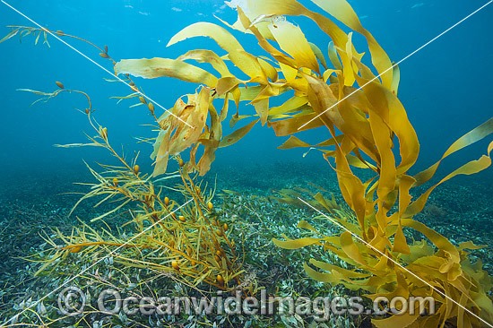 Kelp and Alga Victoria photo