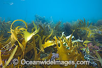 Kelp and Alga Victoria Photo - Gary Bell