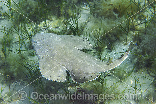 Australian Angel Shark (Squatina australis), juvenile. Also known as Angelshark and Monkfish. Found from Port Stephens, NSW, to Rottnest Is. WA. Photo was taken in Port Phillip Bay, Vic, Australia. Photo - Gary Bell Australian Angel Shark (Squatina australis), juvenile. Also known as Angelshark and Monkfish. Found from Port Stephens, NSW, to Rottnest Is. WA. Photo was taken in Port Phillip Bay, Vic, Australia. Photo - Gary Bell