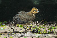 Australian Brush Turkey chick Photo - Gary Bell