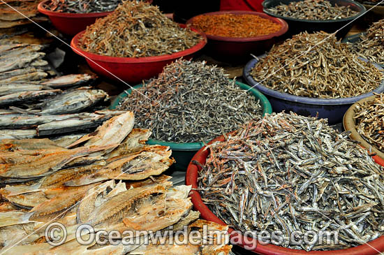 A mix of dried fish on display and ready for sale at a fish market, near Manado, North Sulawesi, Indonesia. Within the Coral Triangle. Photo - Gary Bell A mix of dried fish on display and ready for sale at a fish market, near Manado, North Sulawesi, Indonesia. Within the Coral Triangle. Photo - Gary Bell
