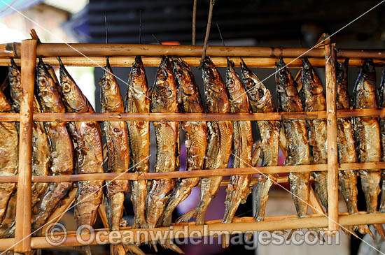 Dried fish on display and ready for sale at a fish market, near Manado, North Sulawesi, Indonesia. Within the Coral Triangle. Photo - Gary Bell Dried fish on display and ready for sale at a fish market, near Manado, North Sulawesi, Indonesia. Within the Coral Triangle. Photo - Gary Bell