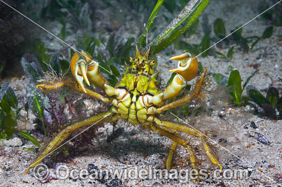 Crab decorated with algae photo