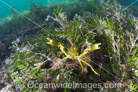 Crab decorated with algae photo Crab decorated with algae photo