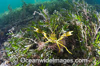 Crab decorated with algae Photo - Gary Bell