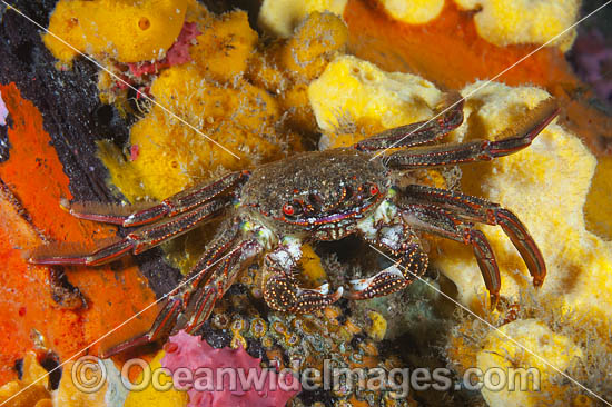 Shore Crab on Sea Sponge photo Shore Crab on Sea Sponge photo