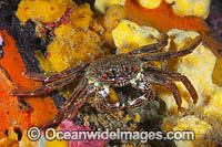 Shore Crab on Sea Sponge Photo - Gary Bell