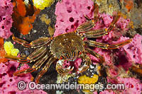 Crab on Sea Sponge Photo - Gary Bell