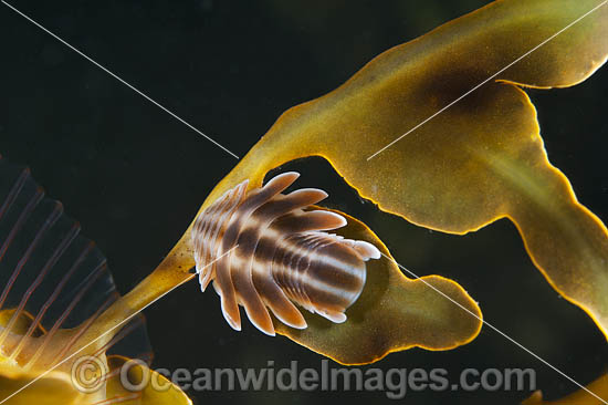 Isopod on Seadragon photo