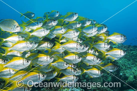 Schooling Eastern Pomfred (Schuettea scalaripinnis). Found along the south-eastern coast of Australia. Photo taken at the Solitary Islands, Coffs Harbour, New South Wales, Australia. Photo - Gary Bell