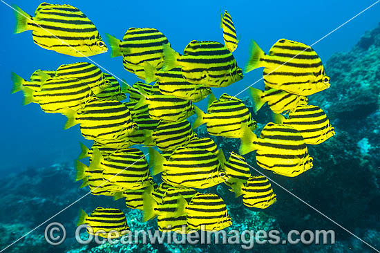 Stripey Solitary Islands photo