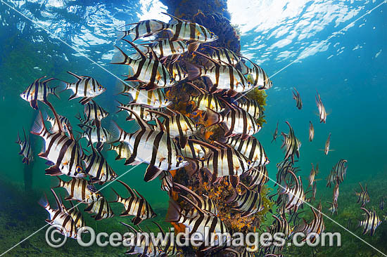 Old Wife Enoplosus armatus photo