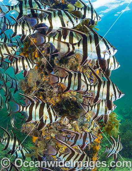 Old Wife (Enoplosus armatus), schooling around a jetty pylon. Found from Kalbarri, Western Australia, to Noosa Head, Queensland. Photo taken at Edithburgh, York Peninsula, South Australia, Australia. Photo - Gary Bell Old Wife (Enoplosus armatus), schooling around a jetty pylon. Found from Kalbarri, Western Australia, to Noosa Head, Queensland. Photo taken at Edithburgh, York Peninsula, South Australia, Australia. Photo - Gary Bell