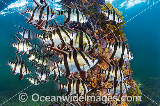 Old Wife (Enoplosus armatus), schooling around a jetty pylon. Found from Kalbarri, Western Australia, to Noosa Head, Queensland. Photo taken at Edithburgh, York Peninsula, South Australia, Australia. Photo - Gary Bell Old Wife (Enoplosus armatus), schooling around a jetty pylon. Found from Kalbarri, Western Australia, to Noosa Head, Queensland. Photo taken at Edithburgh, York Peninsula, South Australia, Australia. Photo - Gary Bell