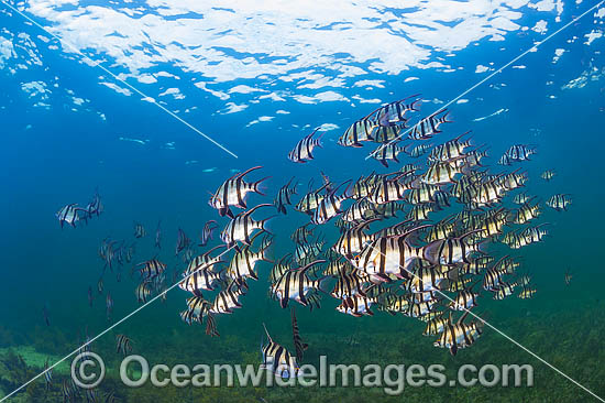 Old Wife (Enoplosus armatus), schooling. Found from Kalbarri, Western Australia, to Noosa Head, Queensland. Photo taken at Edithburgh, York Peninsula, South Australia, Australia. Photo - Gary Bell
