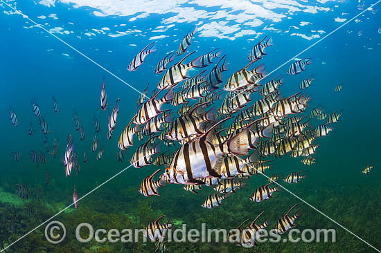 Old Wife (Enoplosus armatus), schooling. Found from Kalbarri, Western Australia, to Noosa Head, Queensland. Photo taken at Edithburgh, York Peninsula, South Australia, Australia. Photo - Gary Bell Old Wife (Enoplosus armatus), schooling. Found from Kalbarri, Western Australia, to Noosa Head, Queensland. Photo taken at Edithburgh, York Peninsula, South Australia, Australia. Photo - Gary Bell