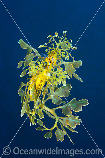Leafy Seadragon (Phycodurus eques). Found from Lancelin, WA, to Wilsons Promontory, Vic, but mostly sighted in SA waters and southern WA waters. Photo taken at York Peninsula, South Australia. Endemic to Australia. Photo - Gary Bell