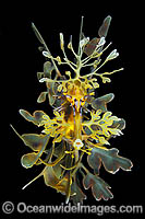 Leafy Seadragon South Australia Photo - Gary Bell