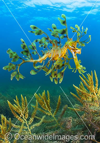 Leafy Seadragon photo